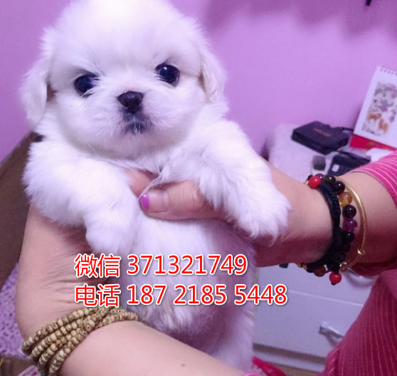 西安 全国发货 京巴犬纯种幼犬 西安犬舍促销