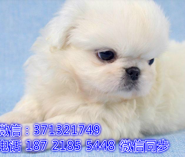 特价 京巴犬出售纯种幼犬 专业繁殖专业发货 可上门看侣