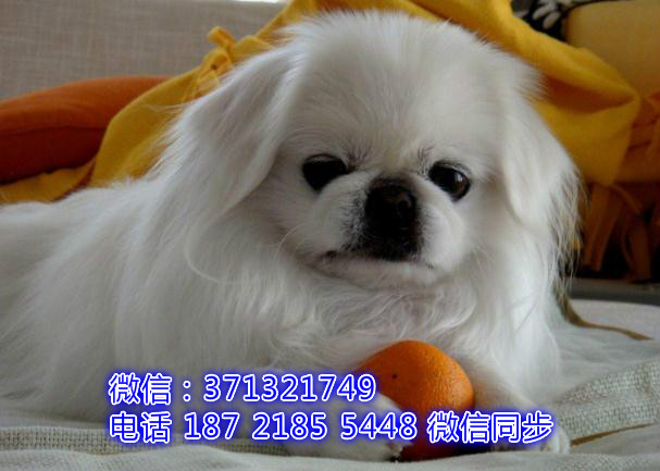 1特价 京巴犬出售纯种幼犬 专业繁殖专业发货 