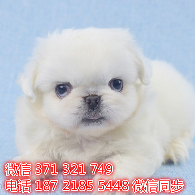 京巴犬宠物买卖 宠物市场 宠物狗狗图片宠物网 潞