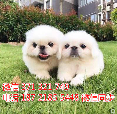 京巴犬宠物买卖 宠物市场 宠物狗狗图片宠物网谆