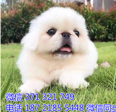 京巴犬宠物买卖 宠物市场 宠物狗狗图片宠物网萍