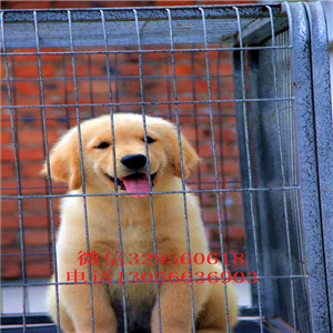 滨州哪里能买到赛级金毛幼犬金毛犬舍包纯种健