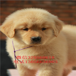 新余出售纯种赛级金毛幼犬金毛多少钱英系金毛