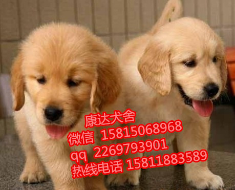 深圳有没有养狗基地 深圳哪里买纯种金毛