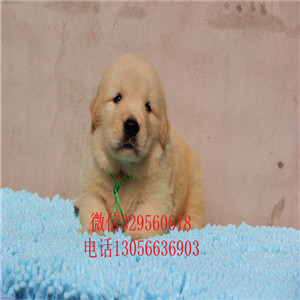 咸宁哪里能买到双血统金毛金毛犬舍枫叶红金毛