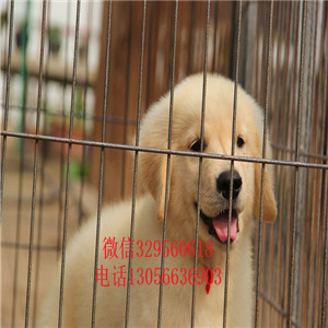 朝阳出售纯种双血统金毛金毛犬舍美系金毛