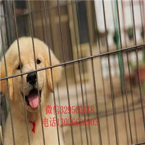 朝阳出售纯种双血统金毛金毛犬舍美系金毛