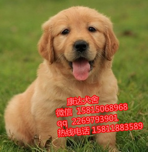 深圳有没有养狗基地 深圳哪里买纯种金毛