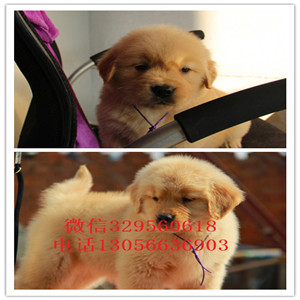 新余出售纯种赛级金毛幼犬金毛多少钱英系金毛