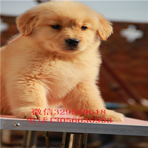 沈阳金毛幼犬高品质精品金毛金毛图片枫叶红金
