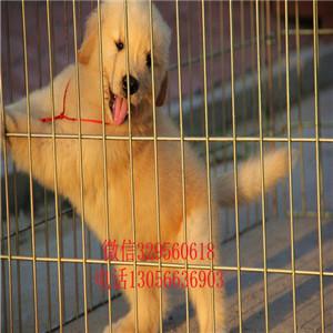 漯河出售纯种高品质精品金毛金毛犬舍枫叶红金