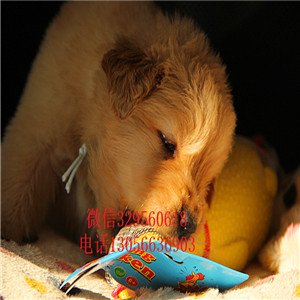 抚顺哪里有卖赛级金毛幼犬金毛基地英系金毛