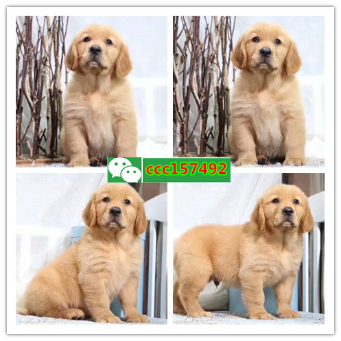 深圳纯种金毛多少钱一只 深圳金毛价格 深圳宠