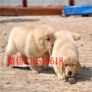  佳木斯哪里有纯种金毛犬卖 金毛掉毛吗 金毛