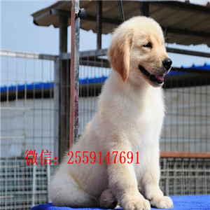 青岛哪里有金毛出售 青岛纯种金毛价格 金毛怎