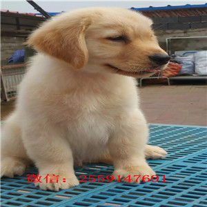 长沙市哪里卖金毛犬 长沙市美系金毛价格 长沙