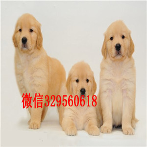  萍乡金毛多少钱 萍乡哪里有卖金毛 金毛价格 