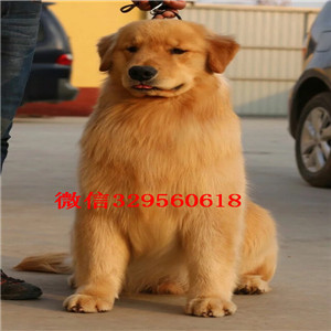 广元金毛多少钱一只金毛幼犬 黄金猎犬出售高