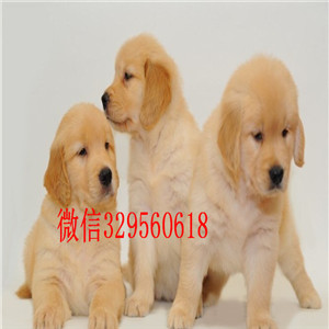 赤峰出售精品金毛幼犬买纯种金毛,金毛多少钱