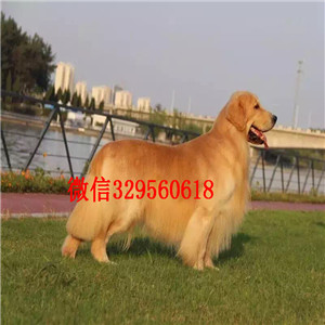 汕尾金毛幼犬出售美系金毛犬 金毛犬舍出售大