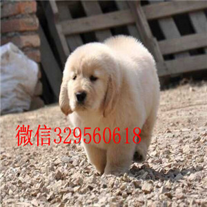 四平出售精品金毛幼犬纯种的金毛宝宝 大骨架