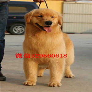 铁岭出售纯种金毛纯种金毛狗 小金毛纯种的金毛小狗多少钱纯种大头金毛幼犬带证书