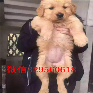 滨州可爱活泼聪明的金毛狗出售，气质很好 品相