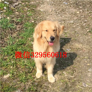 铁岭出售纯种金毛纯种金毛狗 小金毛纯种的金毛小狗多少钱纯种大头金毛幼犬带证书