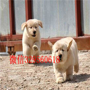 甘孜出售纯种金毛双血统美系金毛纯种金毛幼犬