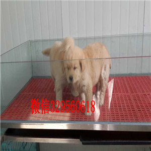 延边州高品质金毛犬 大骨架大毛量 健康质保签