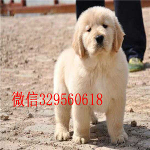 鹤岗哪里有卖金毛 犬舍出售纯种双血统大骨架