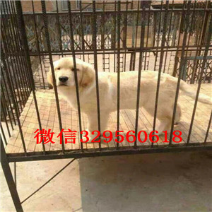 白山纯种金毛 ，正规犬舍，疫苗齐全，眼睛大，放心买