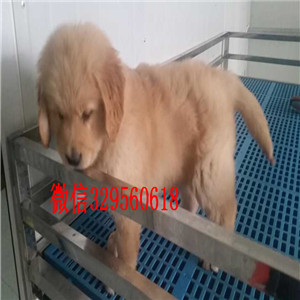 扬州哪里有金毛卖多少钱 金毛好养吗 金毛照片