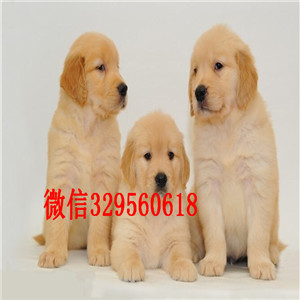 白城哪里能买到好的金毛纯种金毛多少钱金毛犬