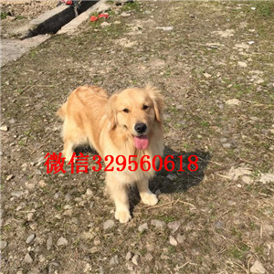 青岛哪里能买到好的金毛纯种金毛多少钱纯种大头金毛犬专业犬舍繁殖金毛犬