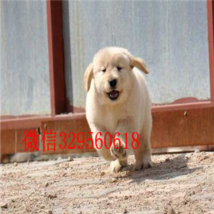 鸡西哪里能买到好的金毛双血统大骨架金毛犬金