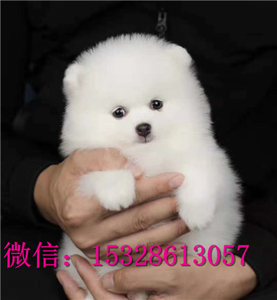 扬州哪里能买到纯种金毛犬大头金毛犬价格金毛