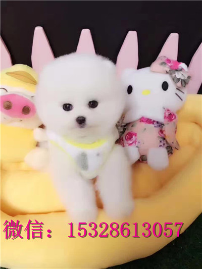 莱芜哪里能买到纯种金毛犬双血统金毛犬多少钱