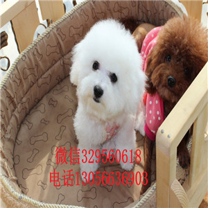 四平哪里能买到金毛犬纯种金毛多少钱一只里有