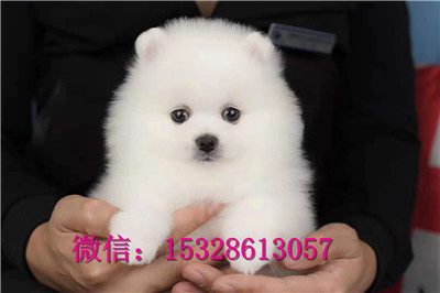 鸡西哪里有卖金毛犬赛级金毛犬多少钱金毛犬幼犬图片金毛犬舍