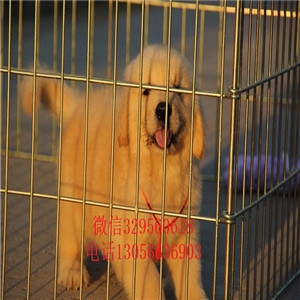 南昌金毛哪里有卖多少钱一只 纯种金毛 金毛价