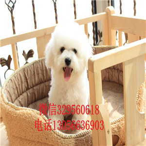 滨州出售纯种金毛犬枫叶红金毛幼犬多少钱一只