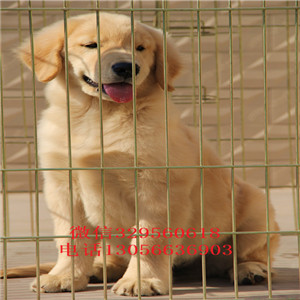  长治出售金毛幼犬 包纯种健康赛级金毛 纯种
