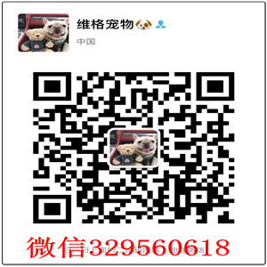  荆州哪里出售金毛幼犬 包纯种健康双血统金毛