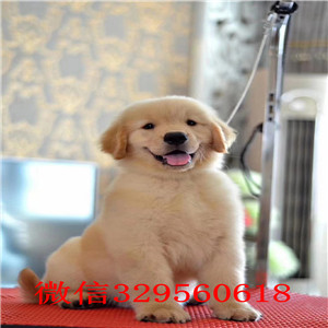  荆州哪里出售金毛幼犬 包纯种健康双血统金毛犬金毛犬舍双血统金毛多少钱
