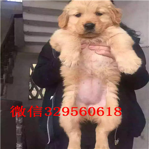 滨州纯种金毛幼犬多少钱大头金毛犬出售疫苗打