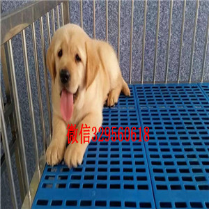 昌吉哪里有卖金毛犬的大头金毛犬出售健康纯种