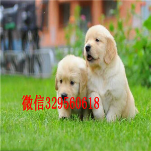 珠海哪里有卖金毛犬的纯种金毛多少钱疫苗打完