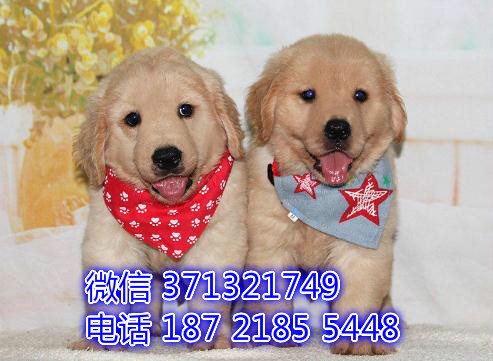 重庆本地出售金毛犬狗狗，大型犬金毛狗狗，重庆犬